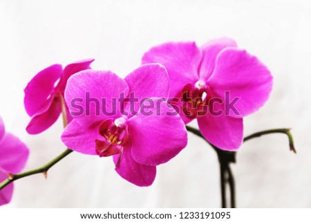 White and pink orchid 
