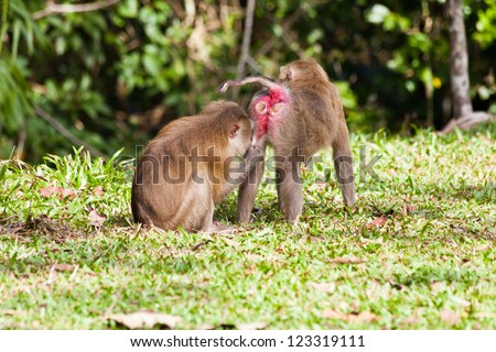 Monkey search for louse on another monkey
