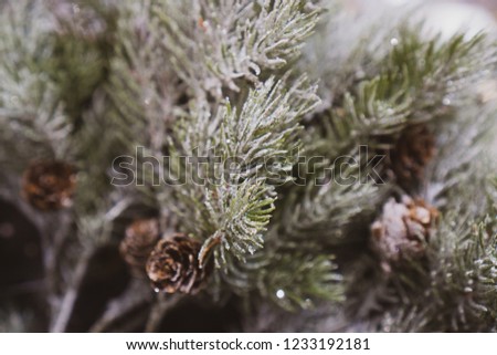 Pine branches covered with hoarfrost. Abstract Christmas winter background, texture. Selective focus. 