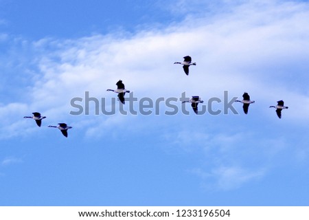 Geese flying south in formation.