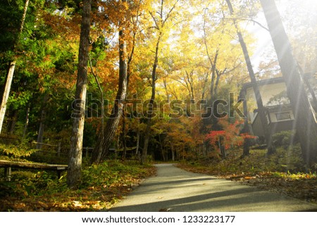 Maple , the road of beautiful landscape with the colorful maple in the autumn at the park 