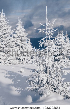 Winter wonderland background. Frosty sunny day in mountain spruce forest. Snowy trees and blue sky