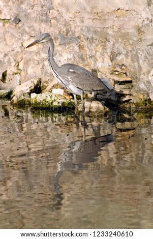 Grey heron (Ardea cinerea) fish hunting.