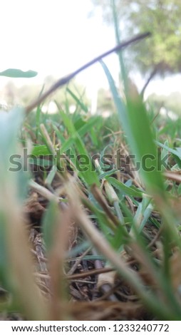 Grass picture in dubai
