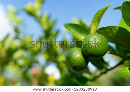 Closeup of lime in the garden with light of morning sunrise