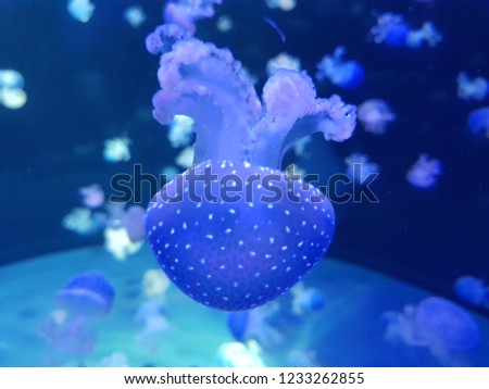 Vivid blue water and lighting with small blue jellyfish