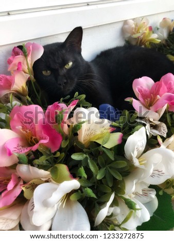 Portrait of a sleepy black cat with flowers. Cat lying in the decoration flowers.