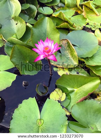 Singapore - February 19, 2017: A blooming water lily flower in a pond symbolized love and life also its religious meaning good fortune, peace and enlightenment.