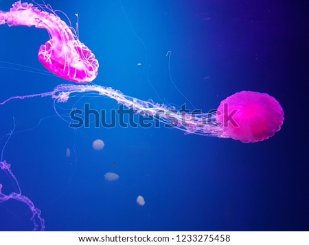 Two Jelly fish swimming in a tank, Bright pink againts a thick blue background