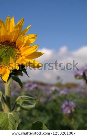 sunflowers and some purple neighbors 