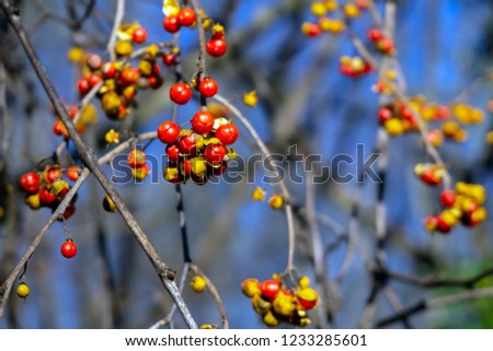 red-yellow berries in the autumn forest on blurry blue sky backg