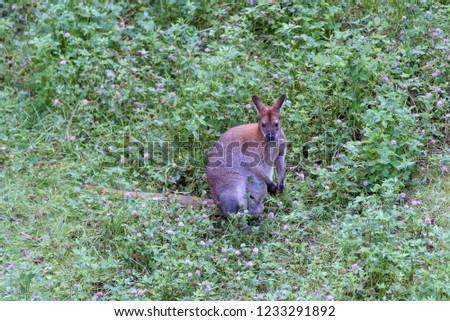 kangaroo resting on a green meadow