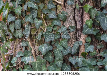ivy leaves on tree bark