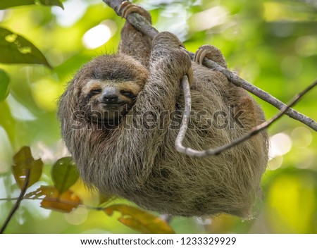 Three Toed Sloth in Costa Rica  Royalty-Free Stock Photo #1233329929