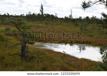 Kemeri national park, bog and lakes landscape picture with trees refelcting in the water.