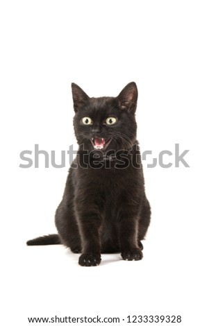 Young black cat sitting looking away and speaking isolated on a white background