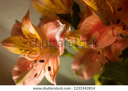 Pink and yellow lilies in bright direct light