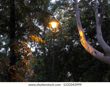 Lighted vintage lantern at the beginning of twilight, Autumnal scenery in the park at dusk, plane tree branches and leaves