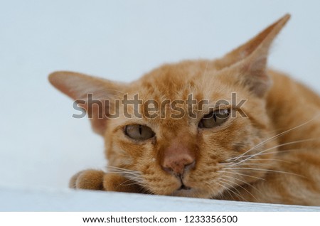 Close up picture of a young yellow cat is laying down and looking at the camera