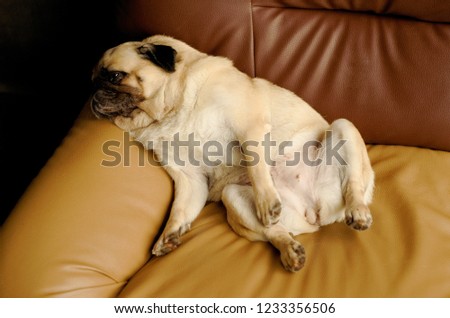 Close up picture of a young Pug dog is sleeping and relaxing on an armchair in living room
