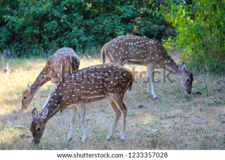 Spotted Deer (Chital) Herd, Gir Forest National Park, Gujarat, India