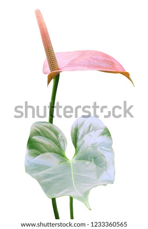 Anthurium, houseplant with pink flower isolated on white background.