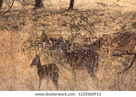 Spotted Deer (Chital) - A Mother Doe with her little Fawn.
Gir Forest National Park, Gujarat, India