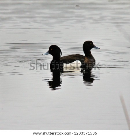 A picture of a Tufted Duck