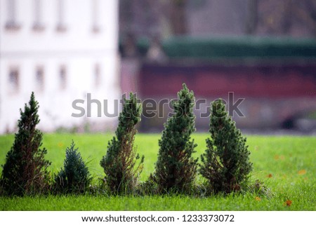 garden with small pine trees in front of a villa house
