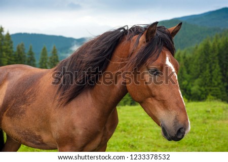 Grazing horse at high-land pasture at Carpathian Mountains after rain. Picture of beautiful green pasture on a background of mountains.