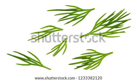 Dill. Fresh dill collection isolated on white. Royalty-Free Stock Photo #1233382120