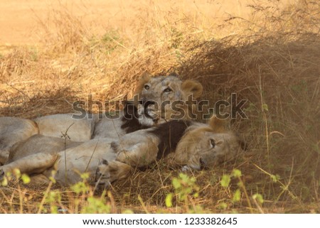 Male Asiatic Lions while resting - Gir Forest National Park, Gujarat, India