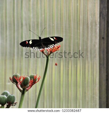 A picture of a Butterfly