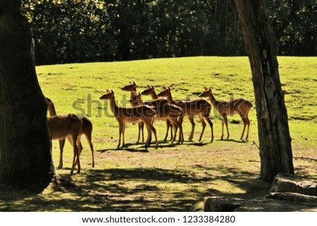 A picture of some Deer