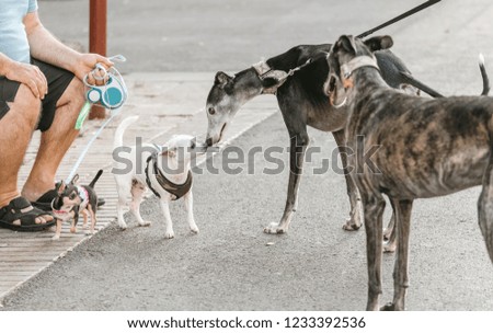 The dogs met on the street and sniff each other