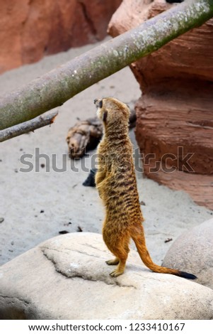 Portrait of beautiful brown Meerkat standing on the stone, this animal is a small carnivore belonging to the mongoose family. Suricate (Suricata suricatta) come from south africa .