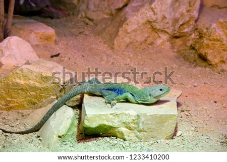 Beautiful lizard or tropical reptile animal crawling on the brown stone against blurred background at spring or summer season. Selective focus.

