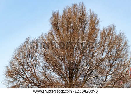 background of trees for a double exposure, trees against the sky, branches on a homogeneous blue background, many branches, branches in snow, snow on branches, snow on trees
