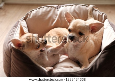 Agressive chihuahua bites her sister in dog bed