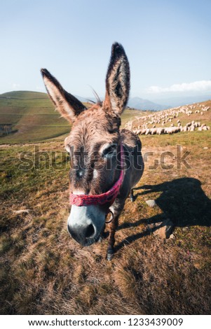 Close up picture of a curious brown donkey walking in the pasture