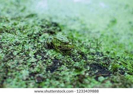 Frog on the moss