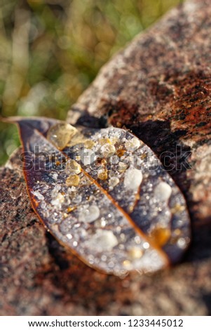 On a leaf are many frozen dewdrops to see, colorful image with a small sharpness zone, blurring in the foreground and background