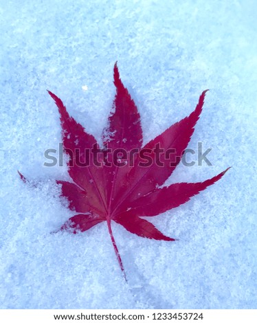 Red maple leaf fell on fresh snow