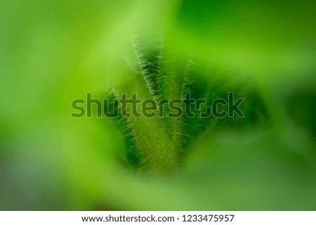 Macro photography of a green plant.