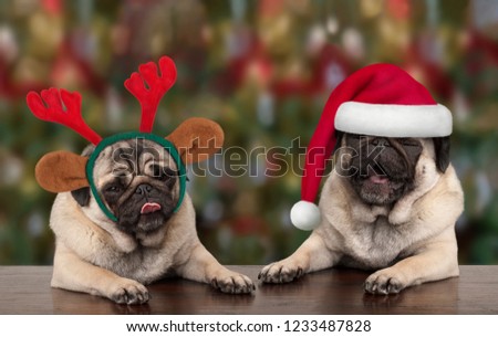 funny cute Christmas pug puppy dogs leaning on wooden table, wearing santa claus hat and reindeer antlers, with seasonal background