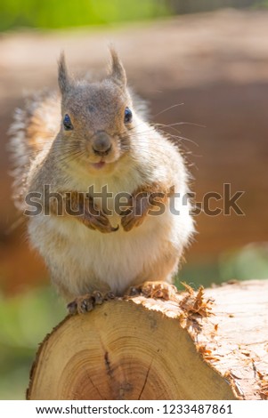 Cute gray squirrel in garden

