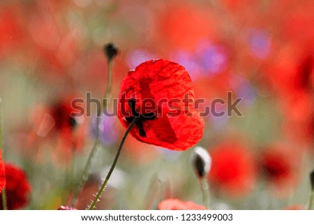 Poppies in nature, close-up