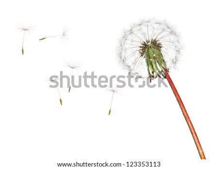 Dandelion isolated on white background Royalty-Free Stock Photo #123353113