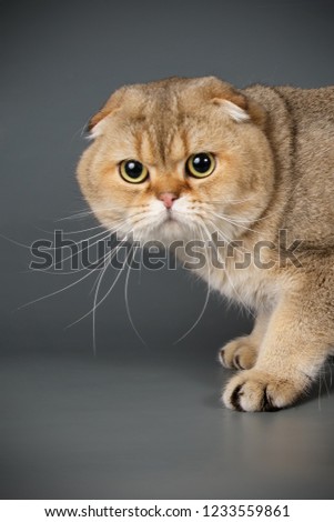 cottish cat on colored backgrounds