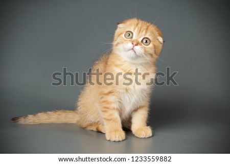 cottish cat on colored backgrounds